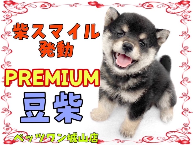 【 豆柴 】マルワンプレミアム認定！誰もが認める超絶可愛い豆柴ちゃん