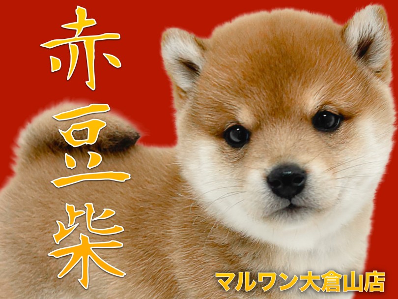 【 豆柴 】まるでぬいぐるみ！奇跡のまんまるフォルムの赤豆柴ガール！