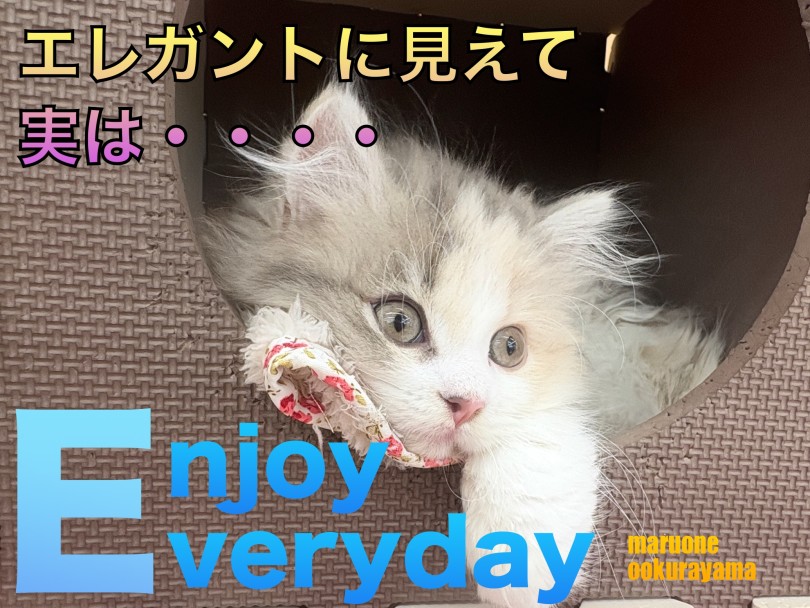 【 スコティッシュフォールド 】エレガントキャットの意外な一面をご紹介！！