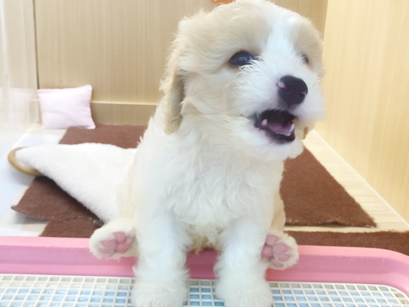 大きなあくび！ | MIX犬 キャバション （06-274） - 横浜 大倉山店