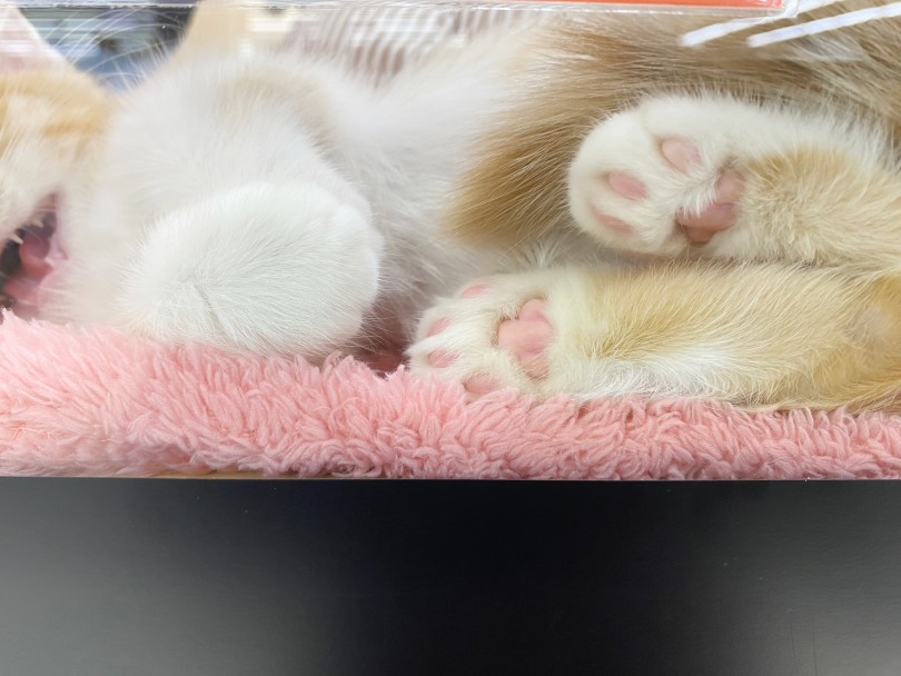 今日も可愛い寝顔してるので観察がやめられない | ミヌエット （06-266） - 横浜 大倉山店