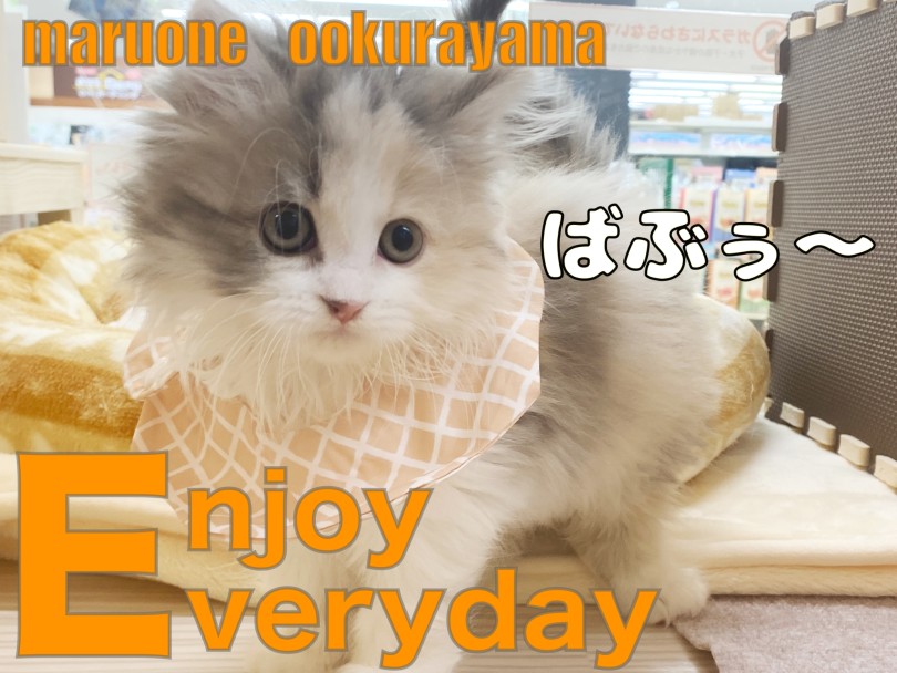 【 スコティッシュフォールド 】バブちゃんスタイルでごはんを楽しむキャリコちゃん