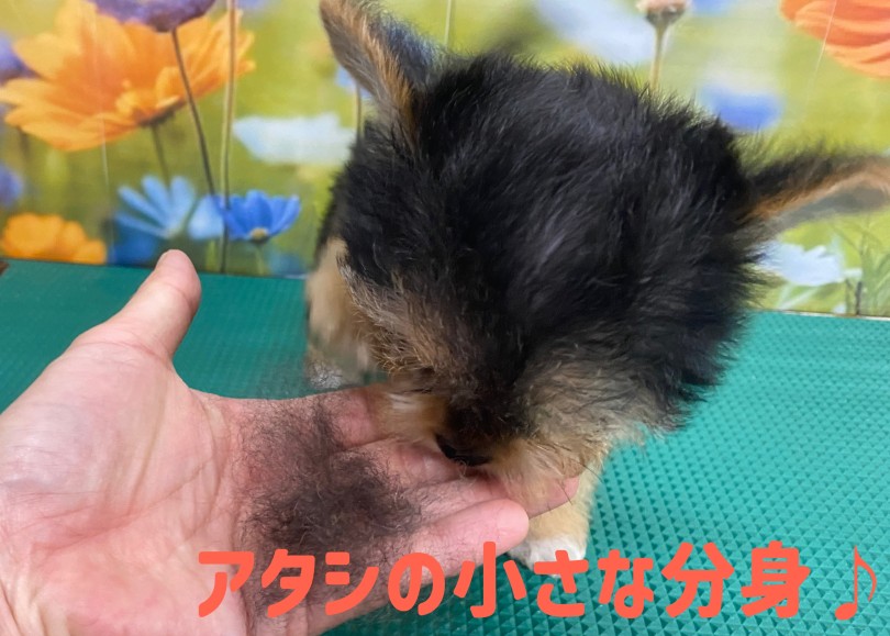 シングルコートのヨーキーでも幼少期は抜け毛が多少はあります | MIX犬 ヨーチー （06-268） - 横浜 大倉山店