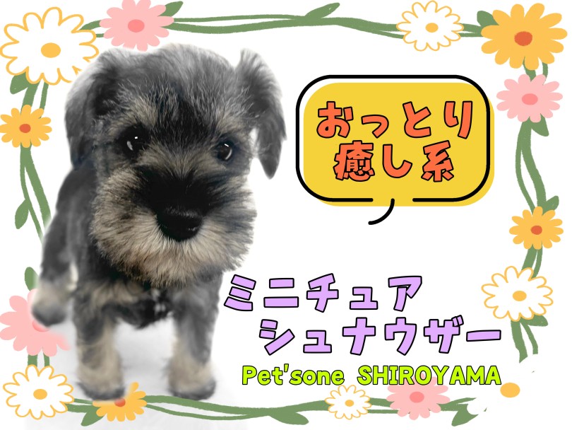 【 ミニチュア・シュナウザー 】おっとり癒し系女子！べっぴん顔のシュナちゃん