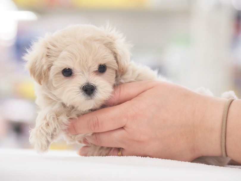 多頭飼いをお考えの方にもオススメ | MIX犬 マルプー （05-159） - 本羽田店
