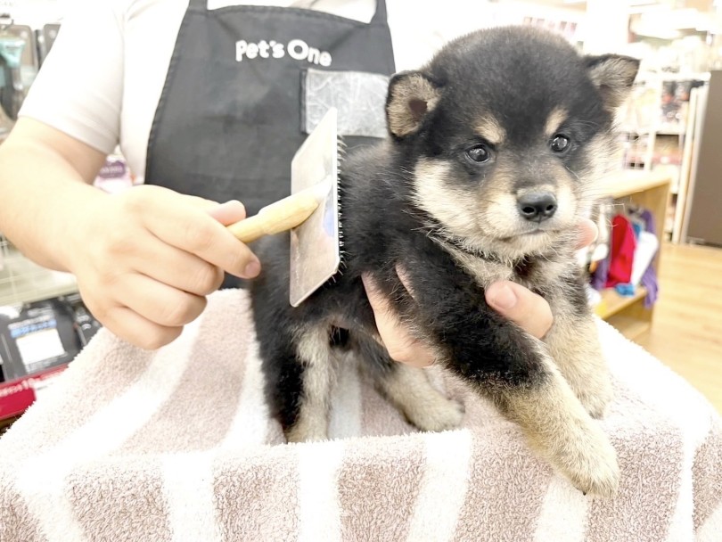 いい子にブラッシングさせてくれます | 豆柴 （14-177） - 城山店