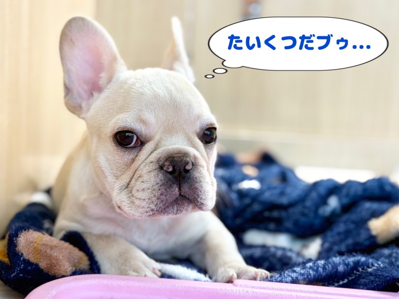 ご飯大好きフレブルちゃん♡ | フレンチブルドッグ （06-275） - 横浜 大倉山店