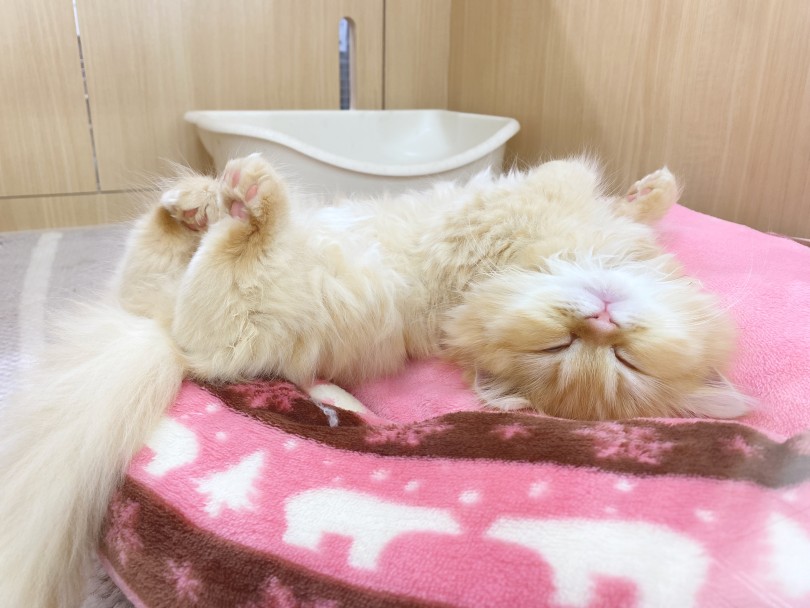 丸まった足先の可愛さにも注目してください | ラガマフィン （06-259） - 横浜 大倉山店