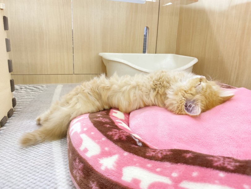 猫は液体 | ラガマフィン （06-259） - 横浜 大倉山店