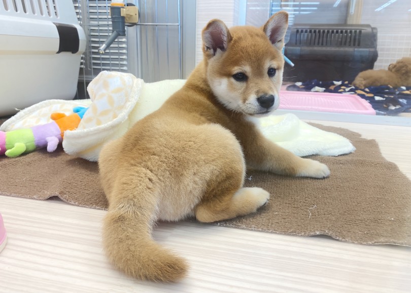 お顔も少しずつ、お姉さんになっていってるね♡ | 柴犬 （06-265） - 横浜 大倉山店