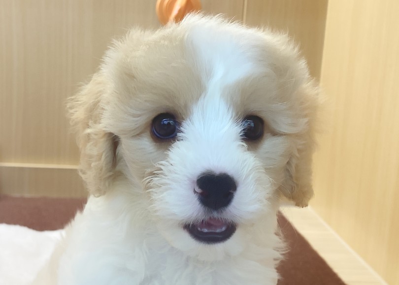 アイコンタクトが超取りやすいタイプ | MIX犬 キャバション （06-274） - 横浜 大倉山店