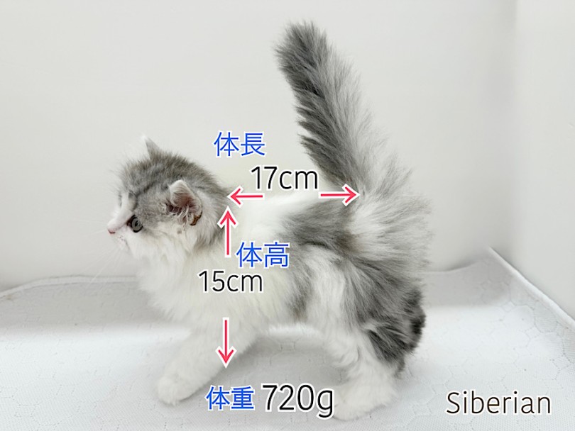 ボディは白がベースで腰周りとに尻尾はシルバーがカラー | サイベリアン （03-177） - 横浜 港北ニュータウン店