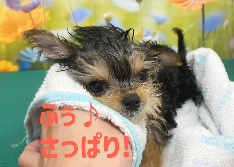 チワワとヨーキーどっちに似ても可愛い | MIX犬 ヨーチー （06-268） - 横浜 大倉山店