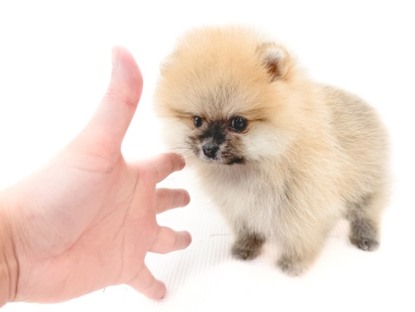 成犬時の予想体重は2.5kg程度の小さめサイズ | ポメラニアン （08-198） - 大和 相模大塚店