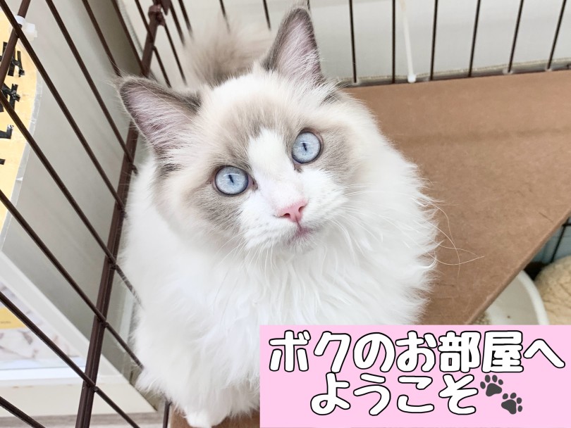 クールに見えて、実はお茶目な甘えん坊! | ラグドール (05-140) - 本羽田店