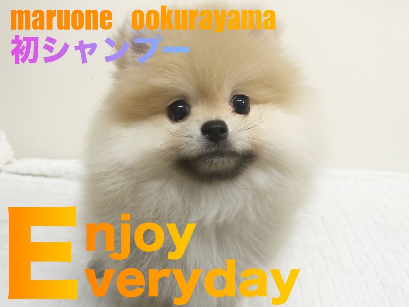 【 ポメラニアン 】濡れると・・・だれ？初シャンプーしたポメちゃん！！