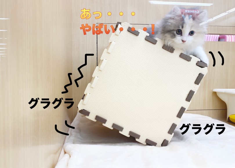 結構アクティブなスコにゃん！ | スコティッシュフォールド （06-263） - 横浜 大倉山店