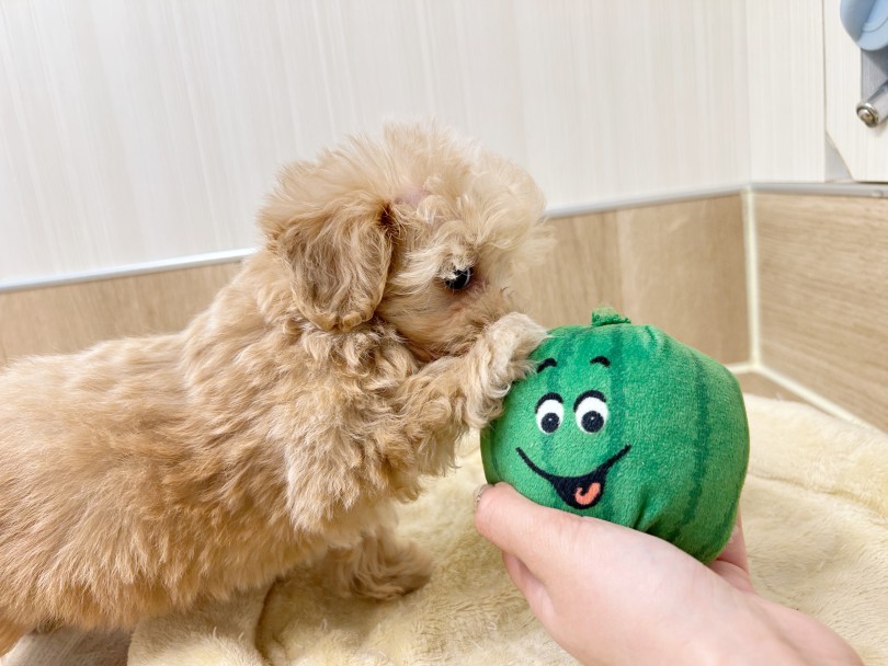 生活する上でのポイント | MIX犬 プーマル （20-197） - 北戸田店