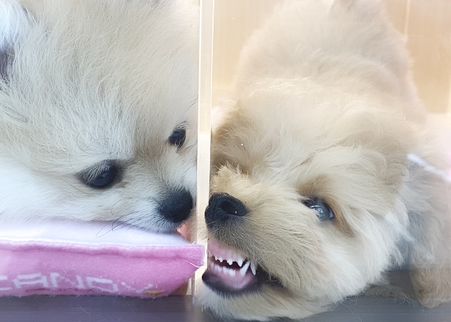 他の子のものって魅力的に感じるよね！ | MIX犬 マルプー （06-257） - 横浜 大倉山店