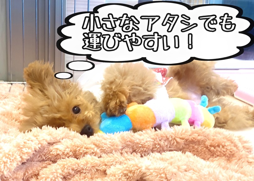 手でも抑えやすいのがお気に入りポイント | トイ・プードル （06-252） - 横浜 大倉山店