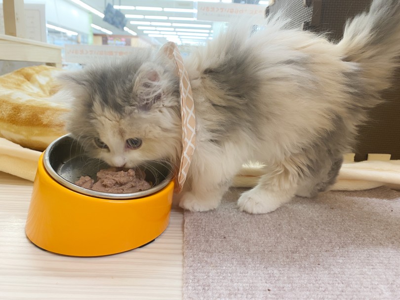 初めてのスタイにも動じない | スコティッシュフォールド （06-263） - 横浜 大倉山店