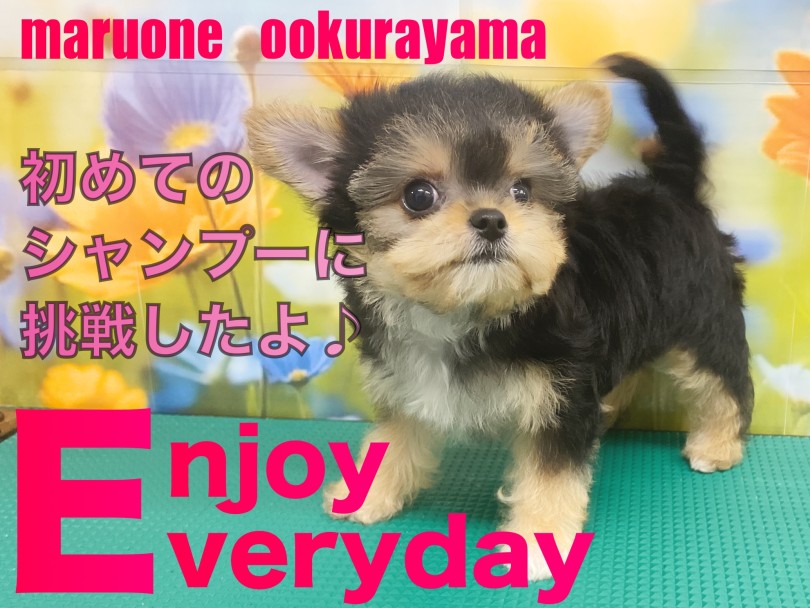 【 MIX 】初めてのシャンプーに挑戦したヨーチーちゃん！！