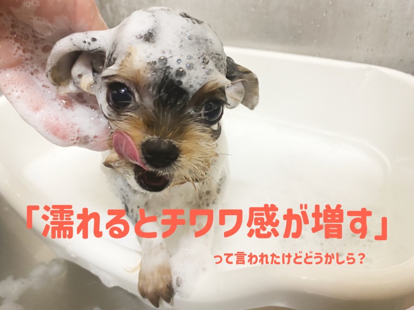 濡れるとチワワ感が増す | MIX犬 ヨーチー （06-268） - 横浜 大倉山店