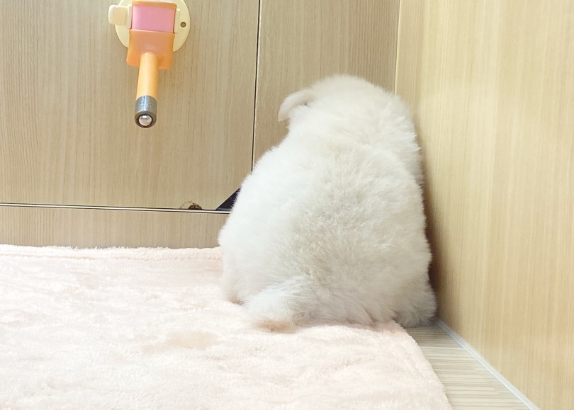 >昨日仲間入りした白いふわふわな子♡ | チワワ （06-273） - 横浜 大倉山店