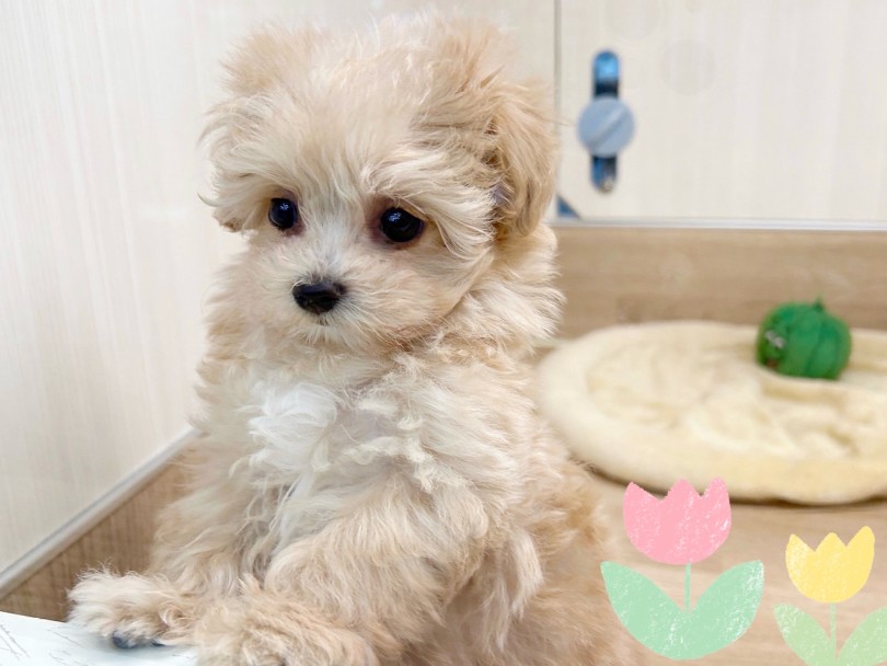 この子と素晴らしい時間を過ごしてみませんか？ | MIX犬 プーマル （20-197） - 北戸田店