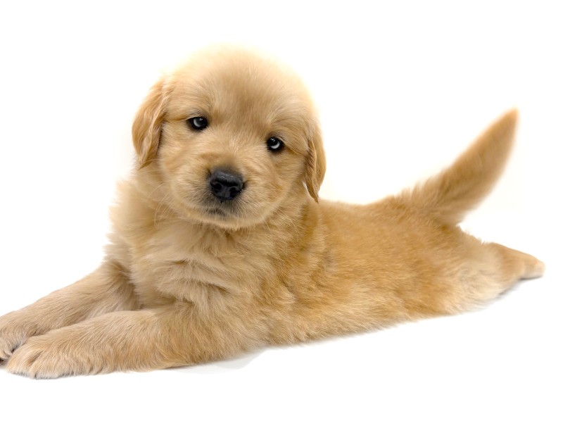 大型犬らしいしっかりとした体型と健康的な肉付き | ゴールデンレトリバー (21-199) - 鶴ヶ島店