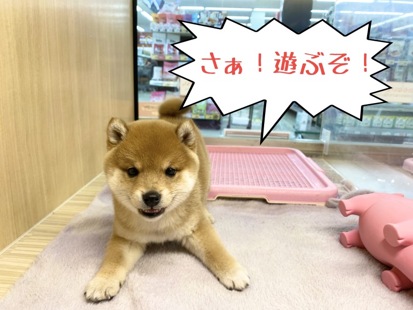 バウポーズでお誘いを受けました♡ | 豆柴 （06-277） - 横浜 大倉山店