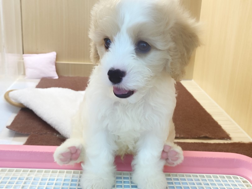 なんつー座り方してんのよ（笑） | MIX犬 キャバション （06-274） - 横浜 大倉山店