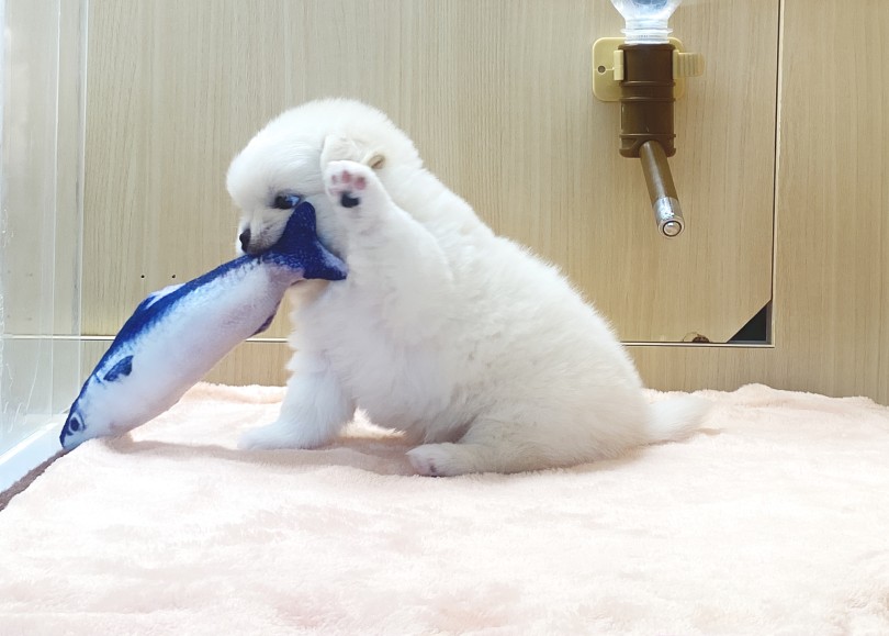 魚さんで遊び出してシャッター止まらん！ | チワワ （06-273） - 横浜 大倉山店