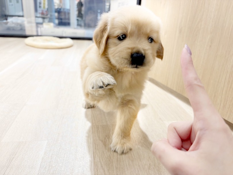 大型犬は力が強いのでスタッフと一緒に英才教育しましょう! | ゴールデンレトリバー (21-199) - 鶴ヶ島店