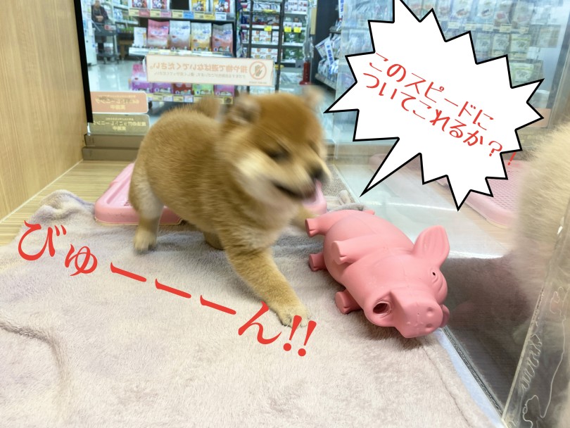 走りながらも笑顔でこっちをチラチラ | 豆柴 （06-277） - 横浜 大倉山店