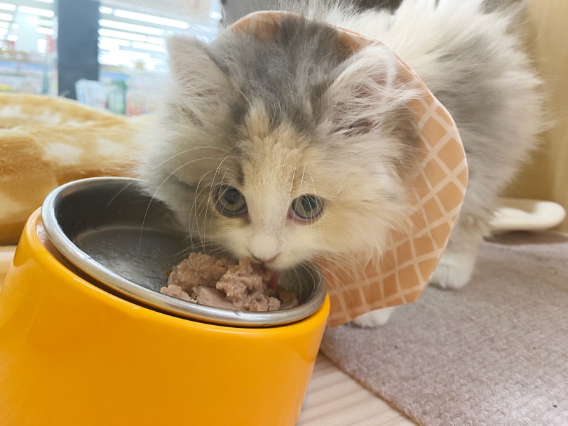 たまらない上目遣いっ♡ | スコティッシュフォールド （06-263） - 横浜 大倉山店