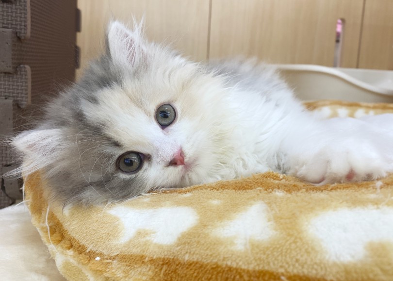 ごはんの後は、顎下と胸元をきれいにしてあげています♪ | スコティッシュフォールド （06-263） - 横浜 大倉山店