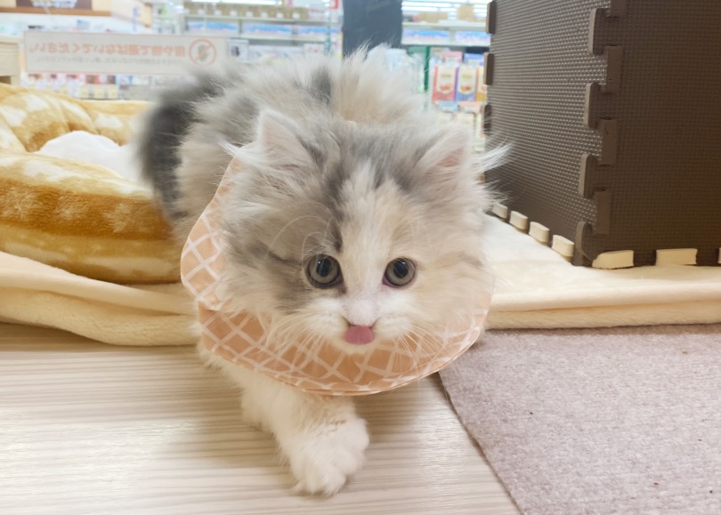 長毛種あるある〜ごはんで胸元汚れやすい | スコティッシュフォールド （06-263） - 横浜 大倉山店
