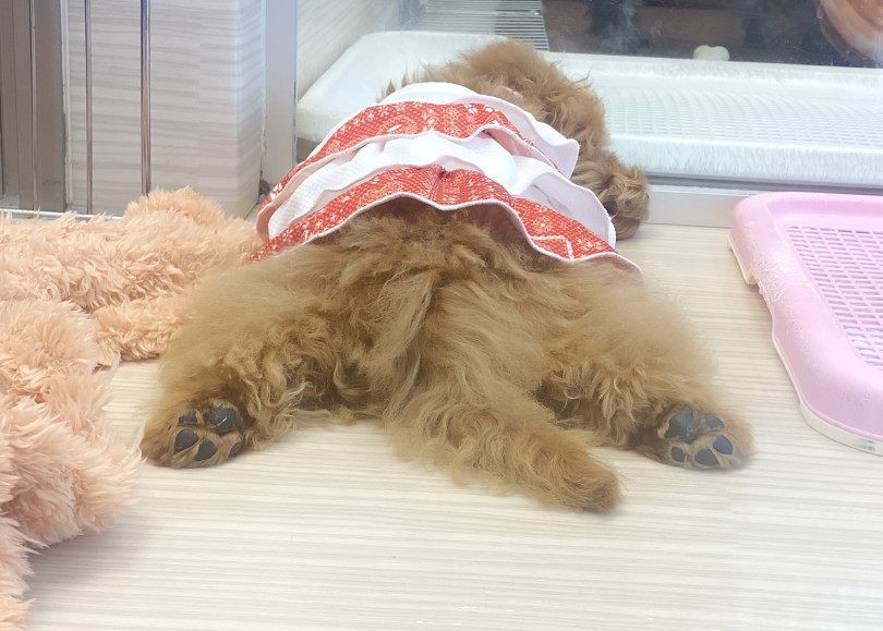 満足してぐっすりおやすみ♡ | トイ・プードル （06-252） - 横浜 大倉山店