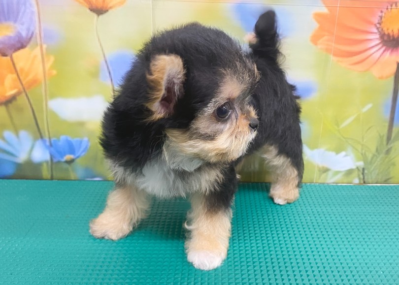 初シャンプーでふわっふわになったよ♪ | MIX犬 ヨーチー （06-268） - 横浜 大倉山店
