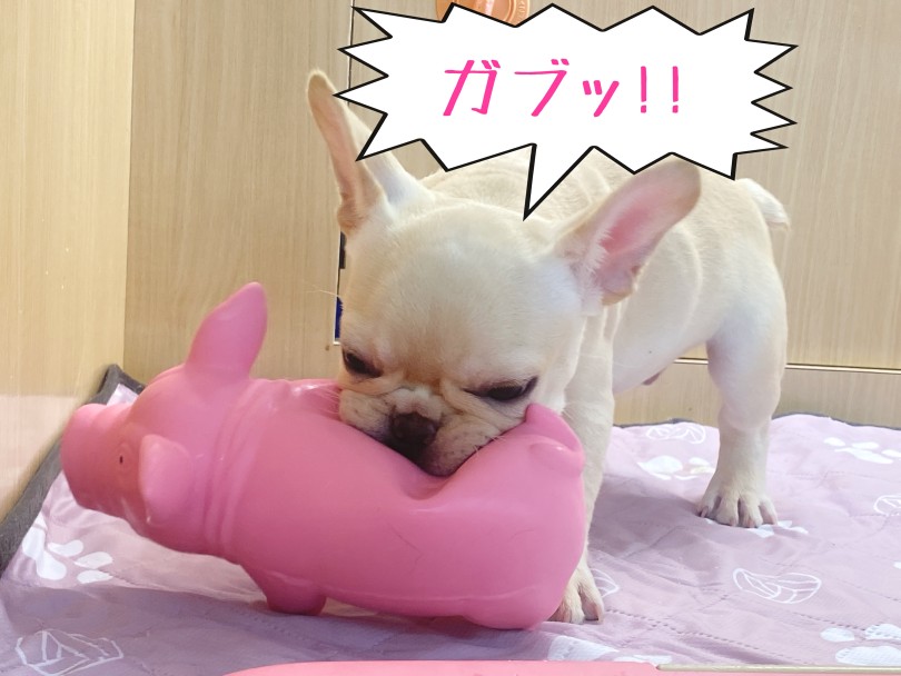 意外と噛む力は強め | フレンチブルドッグ （06-275） - 横浜 大倉山店