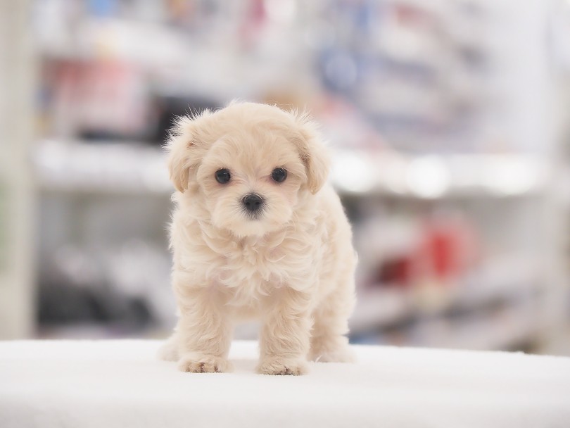 小さいお顔と均整のとれた小さめボディ！ | MIX犬 マルプー （05-159） - 本羽田店
