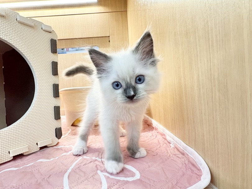お店に来たばかりの様子 | ラグドール （06-269） - 横浜 大倉山店