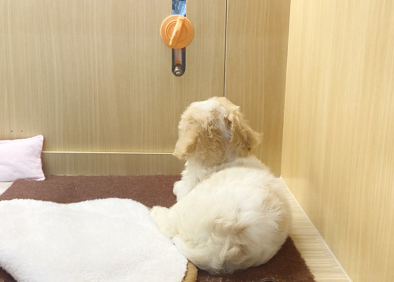 トコトコと場所を移動して・・・ | MIX犬 キャバション （06-274） - 横浜 大倉山店
