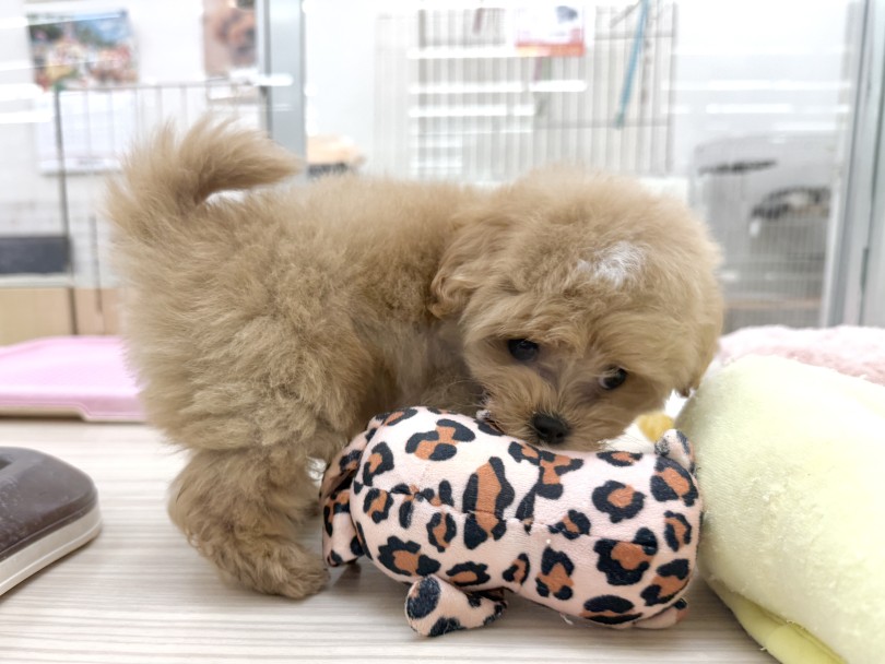 陽気で明るい性格は周りに癒しを与えてくれます！ | MIX犬 マルプー （07-191） - 横浜 鶴見店