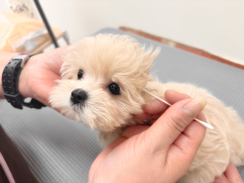 ケアトレーニングも進行中。初心者さんにも安心！ | MIX犬 マルプー （05-159） - 本羽田店