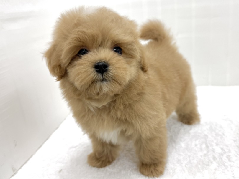 お手入れしやすいコンパクトな体型 | MIX犬 マルプー （07-191） - 横浜 鶴見店