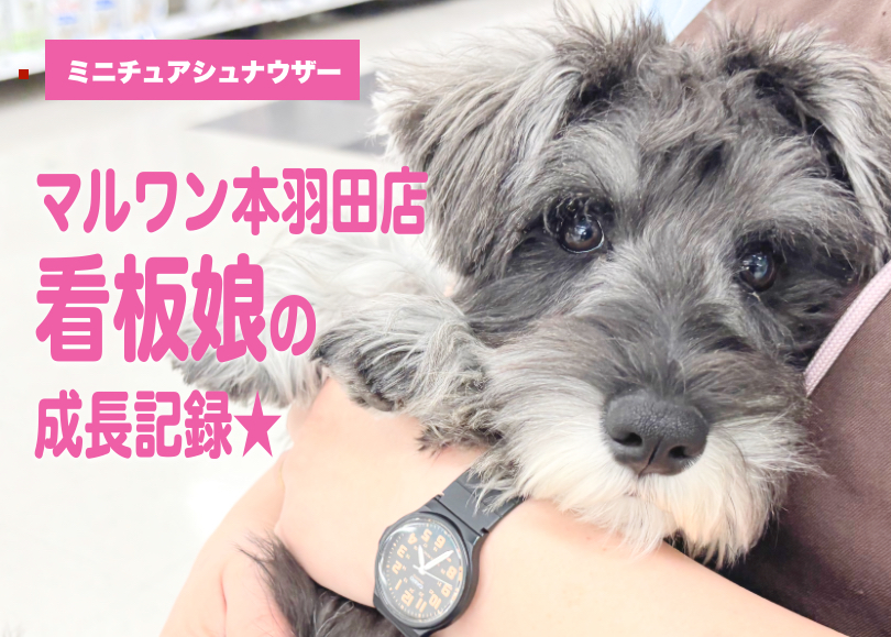 【 ミニチュアシュナウザー 】人懐っこくてお手入れ上手！マルワン本羽田店の看板娘！