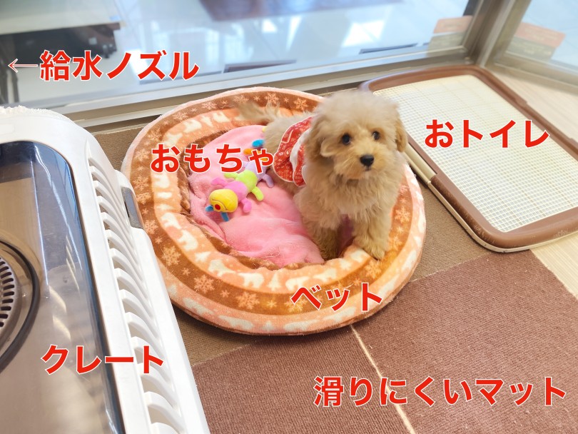 お部屋の中は結構シンプル♪ | MIX犬 マルプー （06-257） - 横浜 大倉山店