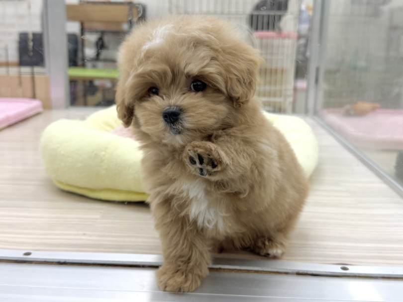 全力でじゃれつく様子は見ているだけで癒されます | MIX犬 マルプー （07-191） - 横浜 鶴見店